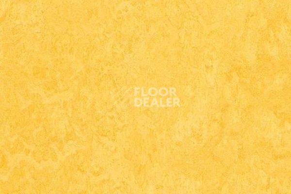 Линолеум Marmoleum Decibel on Order 325135 lemon zest фото 1 | FLOORDEALER